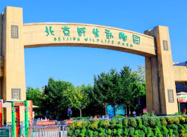 春节的北京有多绝 一站式体验京城魅力