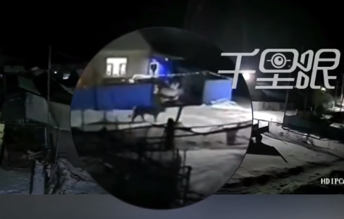 东北虎傍晚入村疑惦记未吃完的猪 村群发布预警通知提醒村民加强防范