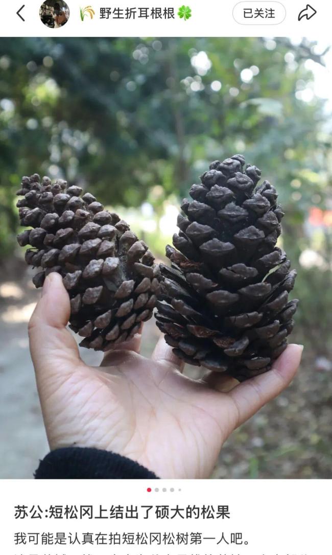 年轻人跨1200公里给苏东坡庆生 千年情谊跨越时空