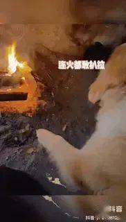 过年回老家的狗子 释放天性乐翻天