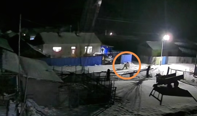 闯入村落东北虎已被燃放鞭炮驱离 村民安全受关注