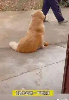 过年回老家的狗子 释放天性乐翻天