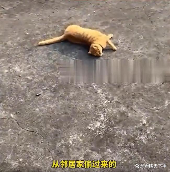 女子家中出现零钱是猫咪偷的 爱财小猫惹笑话