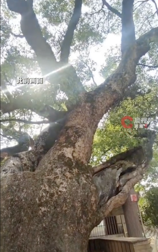 湖南道县一棵千年古樟树起火冒烟 明火已扑灭待专家评估