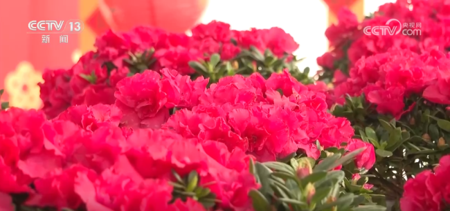 活力足，迎新春！各地“年味”上线氛围感已拉满