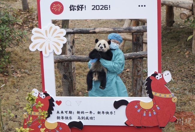 12只2025新生大熊猫公开亮相