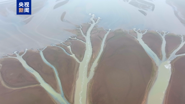 鄱阳湖进入枯水期 金溪湖水域现“大地之树”景观