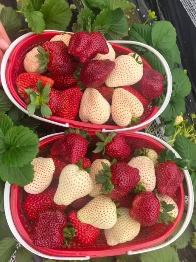 这种草莓24颗128元还是限定款 稀有黑草莓成新宠