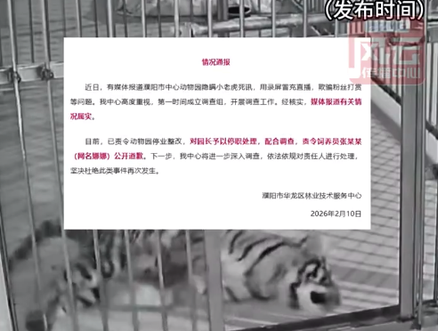 网红小老虎暖暖因猫瘟离世 小老虎离世后被园方冒充直播骗打赏