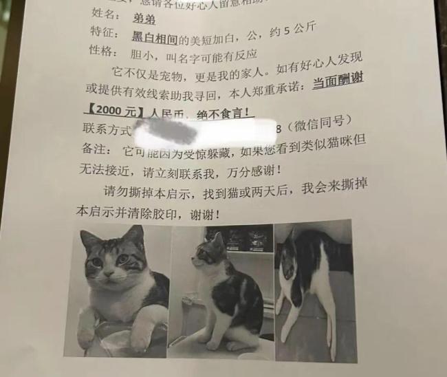 女孩20分钟找回悬赏2000元的走失猫咪