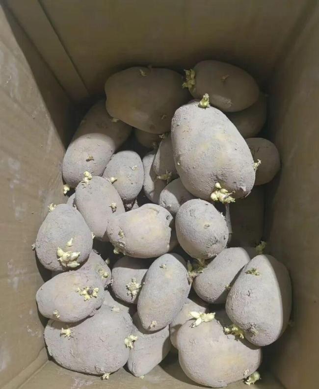 男子食用发芽土豆连续2年饱受折磨 网购“毒土豆”引发长期病痛