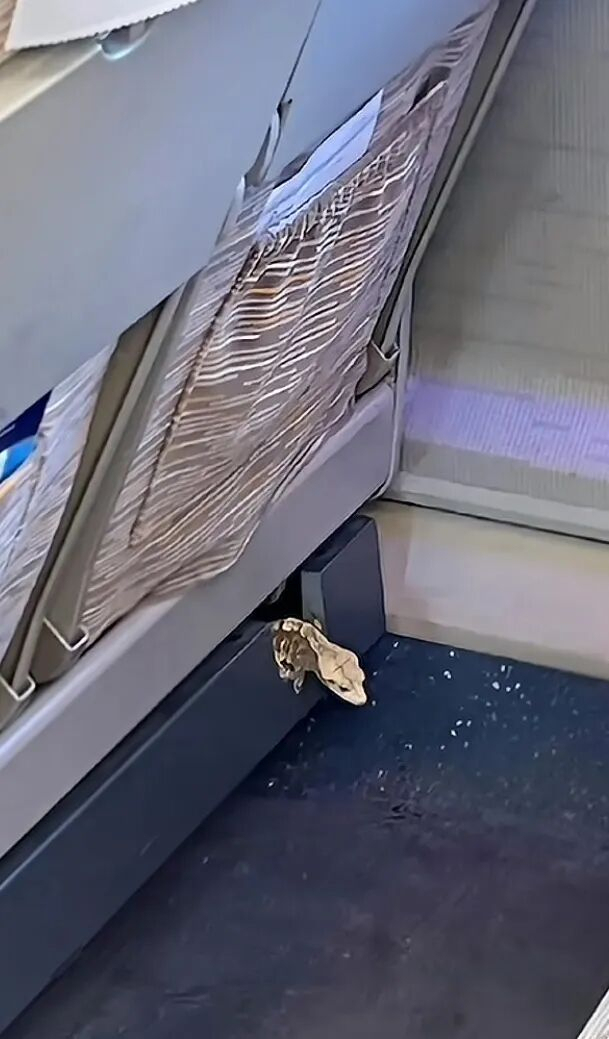 高铁上现狗和蜥蜴 人宠同乘能否实现