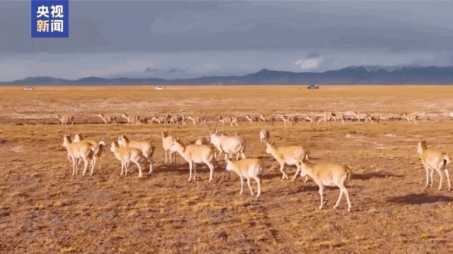 现实版《生命树》与可可西里的告慰 英雄后代接力守护