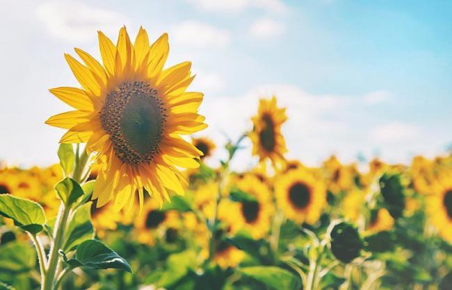 拜年文案准备好了！马年祝福这样发