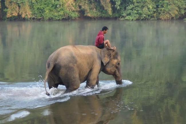 为什么99%动物王人通不外“坐骑”口试 马的独到上风