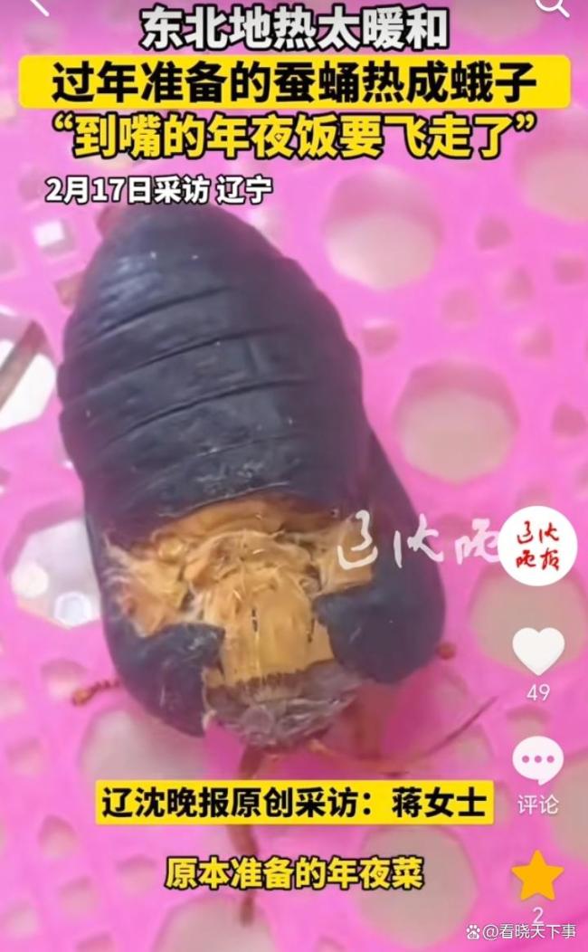 东北地热太暖和 蚕蛹热成蛾子