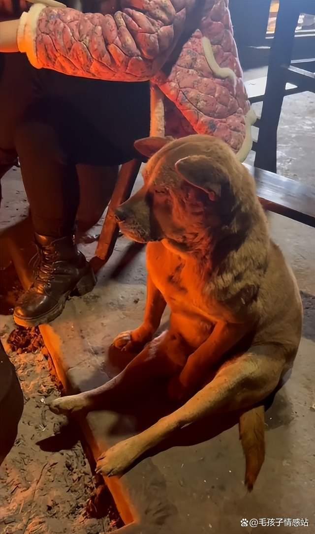 城里狗回村过年看到本地狗惊呆了 反差萌笑翻众人