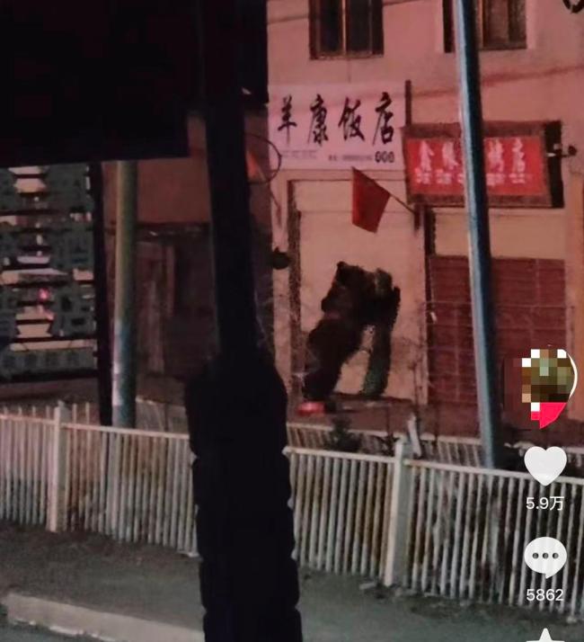 饭店遭两只熊砸门“拜年” 店主回应