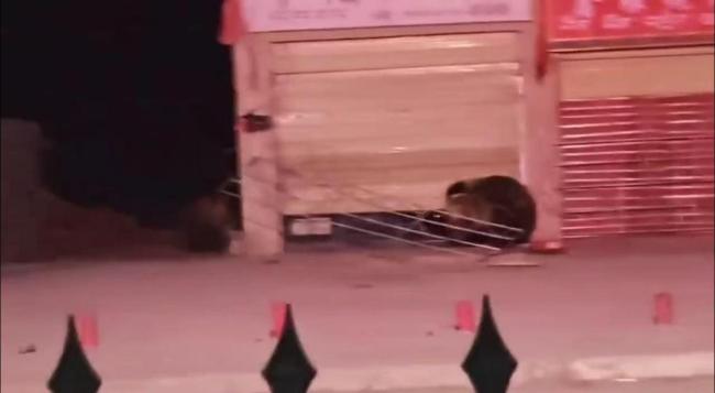 饭店遭两只熊上门“拜年” 除夕夜闯入觅食