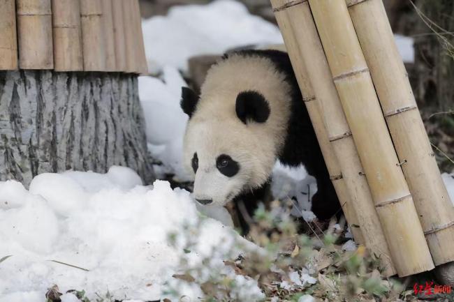 成都大熊猫繁育研究基地“下雪”了 国宝新春特别福利
