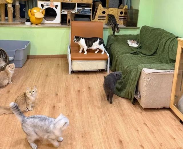 上门喂猫春节能赚16万?律师提醒 明确约定规避风险