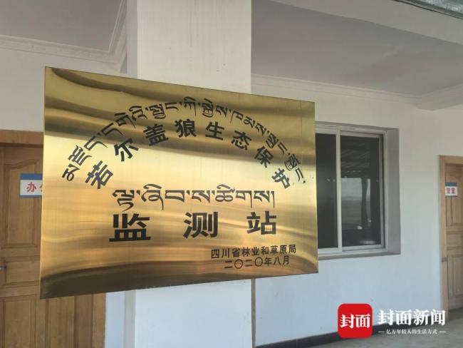 你在影院见“格林” 我在若尔盖护狼群 重映引发观影热潮