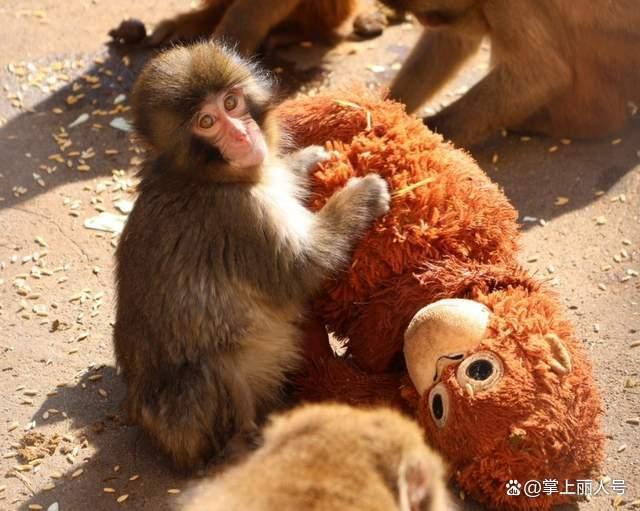 日本动物园小猴把毛绒玩具当作妈妈 孤独中的温暖慰藉