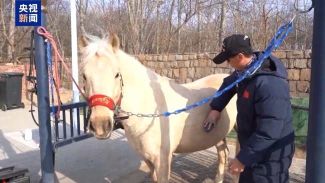 “骑马养马”成课程 探访高校如何为马业“育才”