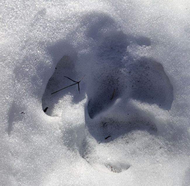 探秘东北虎豹国家公园 虎豹种群稳步增长