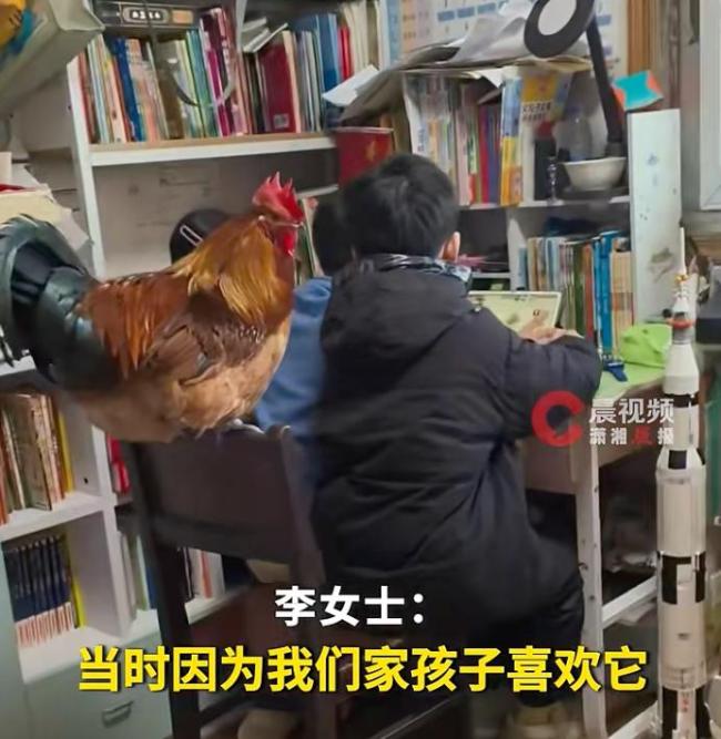大公鸡从盘中餐逆袭成宠物鸡 成为家庭一员