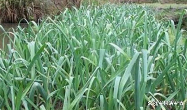 大蒜追施返青肥要注意什么 掌握时机与方法