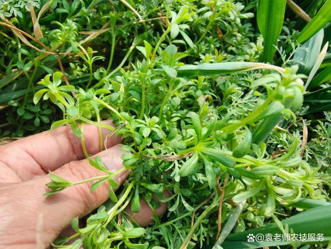 小麦返青时先浇水还是先打除草剂 管理顺序需知