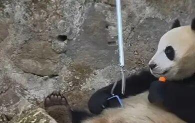 熊猫紧抱手机不让责任主说念主员取回 萌态引旅客轻柔