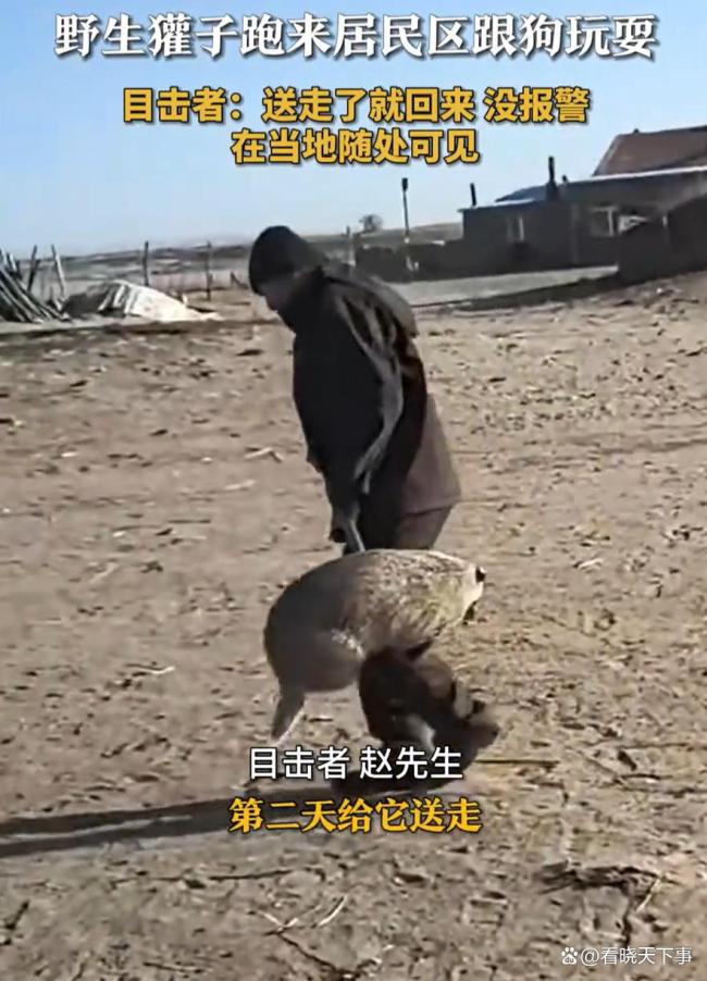 内蒙古一獾子进居民区追咬狗 与狗嬉戏被“端走”