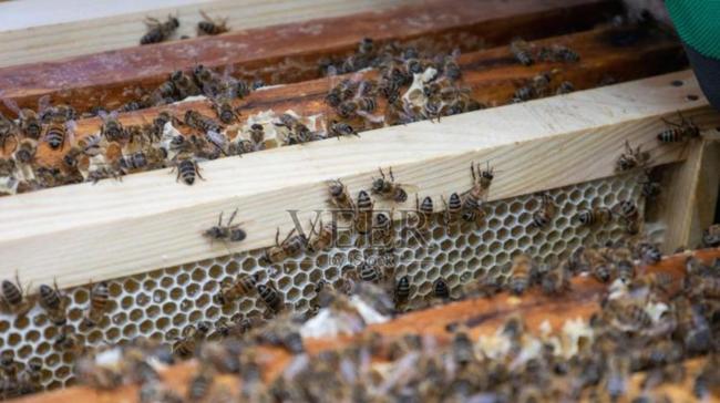 孩子被蜇意外发现水井有巨大蜂巢 废弃井中藏甜蜜秘密