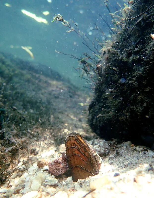 60%已消失,这种北美“河流清道夫”能熬到上保护名单吗?