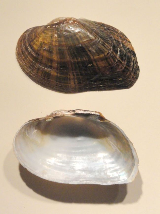 60%已消失,这种北美“河流清道夫”能熬到上保护名单吗? 和解协议带来新希望