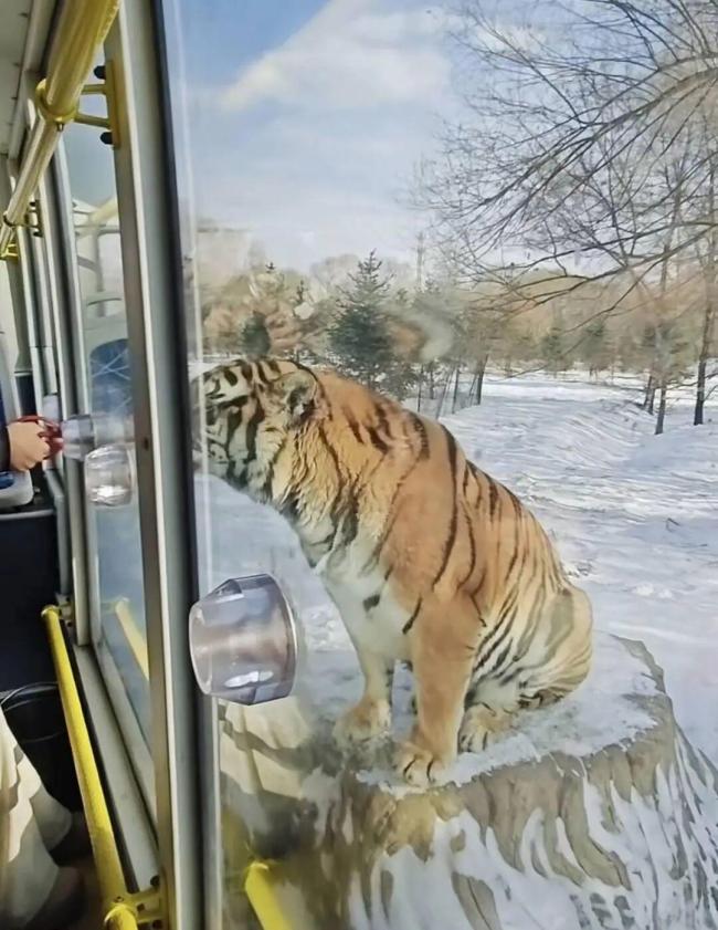 东北虎林园回应老虎轻断食 轮休养护机制启动