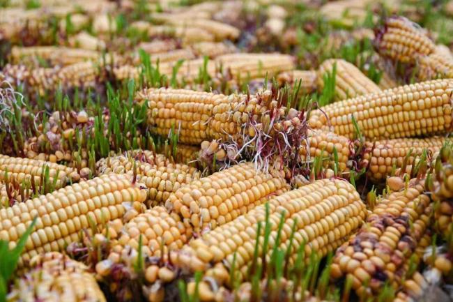 2026年，我们将继续面对失控的四季 适应变化求生存