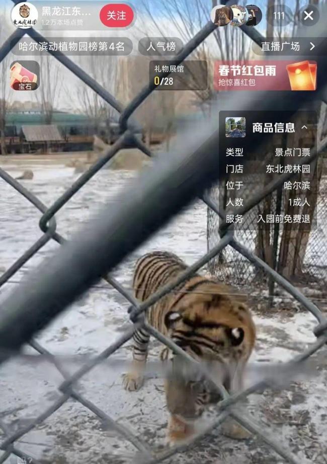 东北虎轻断食投喂狂欢让位科学保护 轮休养护机制启动