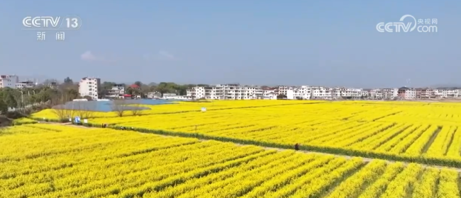 “美丽经济”让乡村振兴“开”出新活力