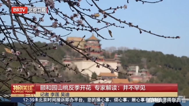 花提前开了!别高兴,地球生物钟正在剧烈波动 气候变化下的生态警钟