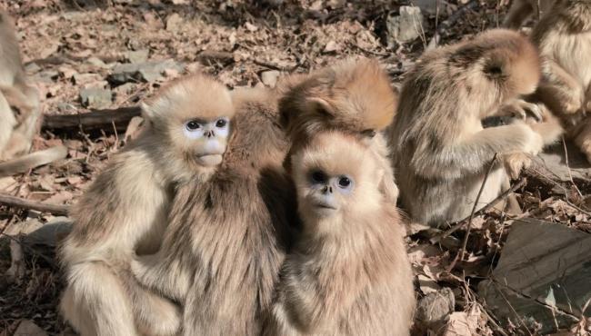 走近秦岭深处护林人 守护绿水青山