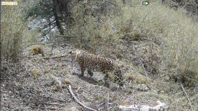 走近秦岭深处护林人 守护绿水青山