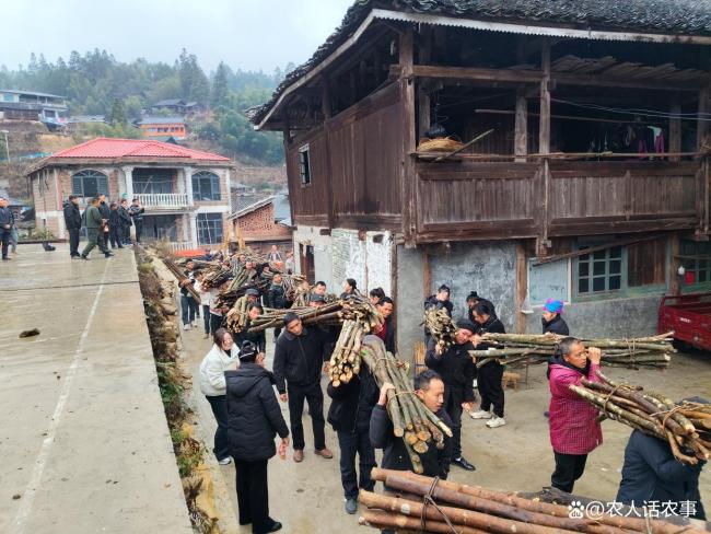 黎平平天村:百年送柴拥军习俗 新春赓续荣光