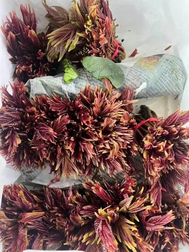 香椿价格腰斩 湖北人迫不及待下单 春天的味道