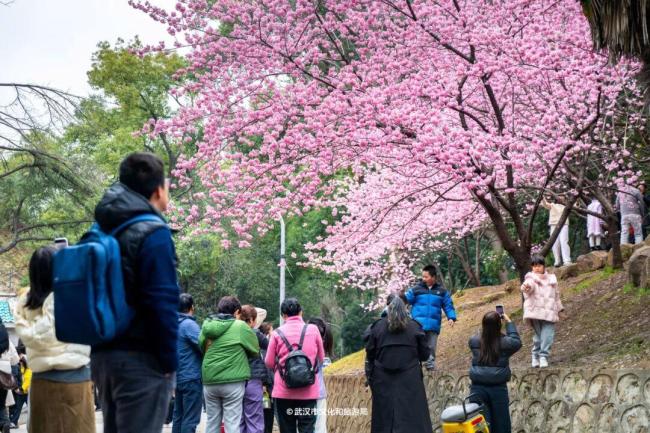 武汉樱花提前半个月开爆了 春花陆续绽放