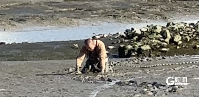 志愿者爬行百米淤泥接济红嘴鸥 与潮流竞走的辅助