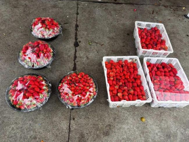 草莓大降价低至1元每斤