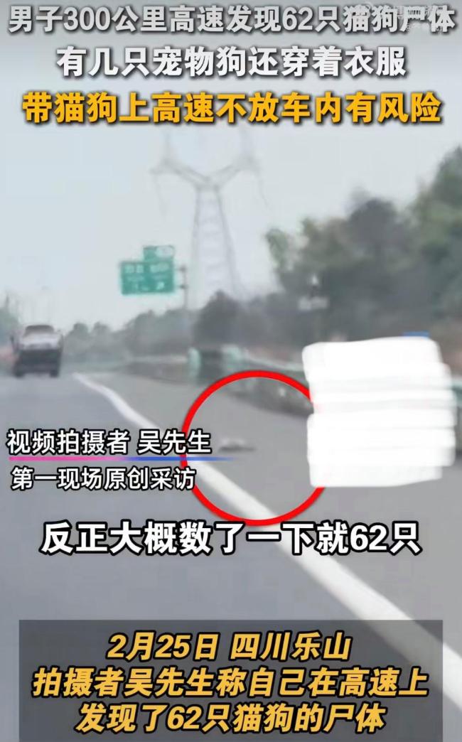 男子高速路上发现62具宠物尸体